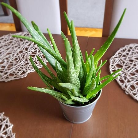 Apartament Janowskie Blonia Rumia Exteriér fotografie